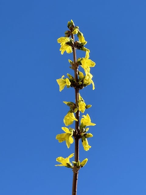 Gula blommor på gren mot blå himmel.